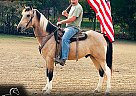 Tennessee Walking - Horse for Sale in Rockholds, KY 40759