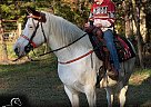 Missouri Fox Trotter - Horse for Sale in Jeffersonville, KY 40337