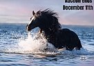 Gypsy Vanner - Horse for Sale in Brookesville, FL 40501 Gypsy Vanner - Horse for Sale in Brookesville, FL 40501