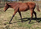 AQHA Bay Colt Colt