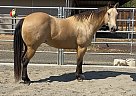 Colonel Pep JF - Gelding in Shingle Springs, CA Colonel Pep JF - Gelding in Shingle Springs, CA