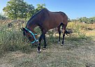 Standardbred - Horse for Sale in LEONIDAS, MI 49066-94 Standardbred - Horse for Sale in LEONIDAS, MI 49066-94