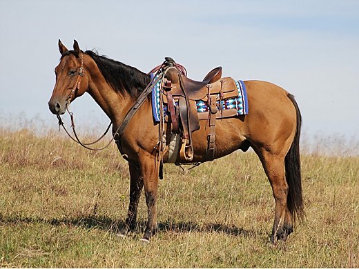 Family Safe Ranch/Trail Horse