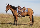 Quarter Horse - Horse for Sale in Brodhead, KY 40501 Quarter Horse - Horse for Sale in Brodhead, KY 40501