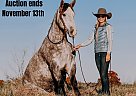 Quarter Horse - Horse for Sale in Hillsboro, KY 40501 Quarter Horse - Horse for Sale in Hillsboro, KY 40501