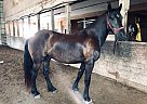 Friesian - Horse for Sale in Baltimore, ON K0K 1C0 Friesian - Horse for Sale in Baltimore, ON K0K 1C0