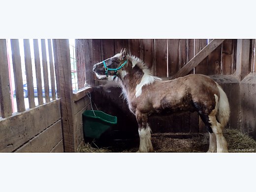 Gypsy Vanner