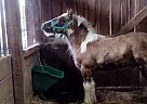 Gypsy Vanner - Horse for Sale in Georgetown, KY 40324 Gypsy Vanner - Horse for Sale in Georgetown, KY 40324