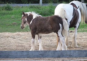 Gypsy Vanner (Gypsy Vanner, Stallion) in Georgetown, KY