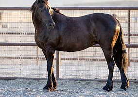 Friesian (Friesian, Gelding) in Ohio, DE