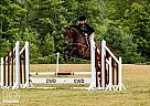 Holsteiner - Horse for Sale in Belgrade, ME 04917 Holsteiner - Horse for Sale in Belgrade, ME 04917