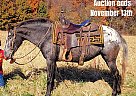 Appaloosa - Horse for Sale in Effingham, IL 40501