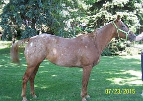 Pony of the Americas (Pony of the Americas, Mare) in Arlington, MN
