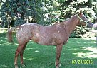 Pony of the Americas - Horse for Sale in Arlington, MN 55307
