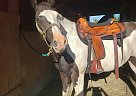 Paint - Horse for Sale in Albany, OH 45710