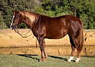 Quarter Horse - Horse for Sale in Cleburne, TX 40501