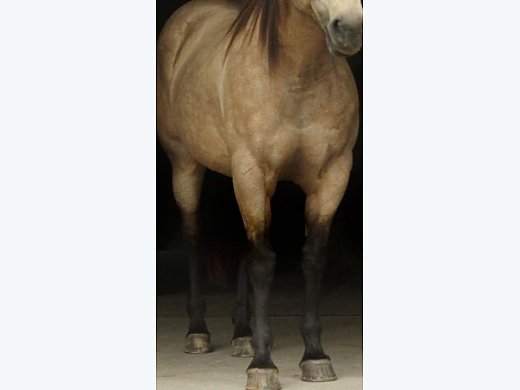 Ranch/Trail Horse
