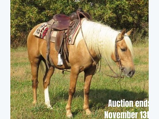 Ranch/Trail Horse
