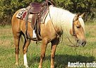 Quarter Horse - Horse for Sale in Effingham, IL 40501