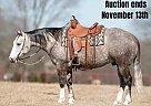 Quarter Horse - Horse for Sale in Mt. Hope, AL 40501