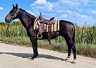 Quarter Horse - Horse for Sale in Sebeka, MN 56477 Quarter Horse - Horse for Sale in Sebeka, MN 56477