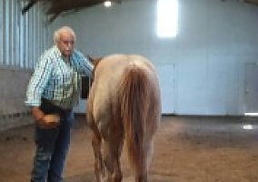 Quarter Horse (Quarter Horse, Mare) in Marshfield, MO