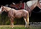 Missouri Fox Trotter - Horse for Sale in , MO 65706