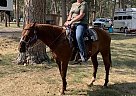 Quarter Horse - Horse for Sale in Grandview, TX 76050