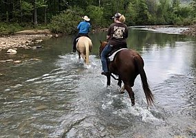 Quarter Horse (Quarter Horse, Gelding) in Grandview, TX