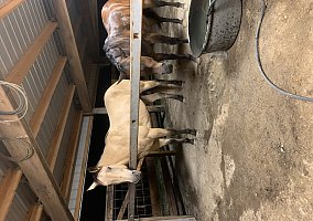 Quarter Horse (Quarter Horse, Gelding) in Tupelo, MS