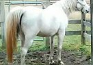 Half Arabian - Horse for Sale in Stamford, CT 06906