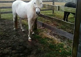 Arabian (Arabian, Mare) in Stamford, CT