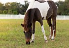 Delilah - Mare in Chuluota, FL Delilah - Mare in Chuluota, FL