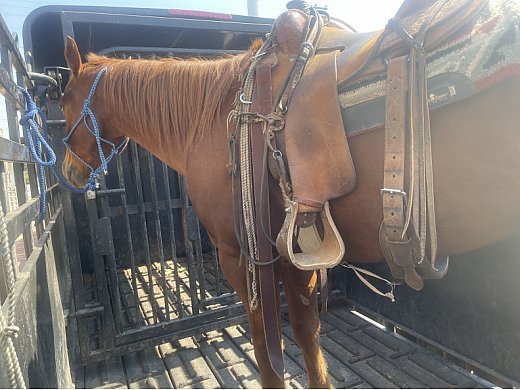 Sixes pic Bred Ranch Horse