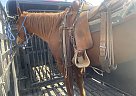 Quarter Horse - Horse for Sale in Winnsboro, TX 75494 Quarter Horse - Horse for Sale in Winnsboro, TX 75494