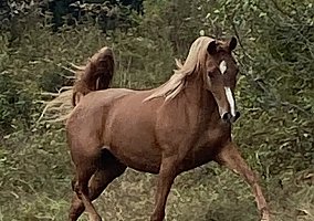 Arabian (Arabian, Mare) in Madison, ME