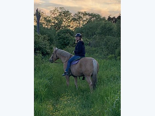 2 Quarter Horses