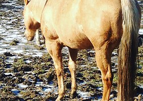 Quarter Horse (Quarter Horse, Mare) in Lancaster, NY