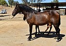 Andalusian - Horse for Sale in Bakersfield, CA 93308 Andalusian - Horse for Sale in Bakersfield, CA 93308