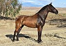 Andalusian - Horse for Sale in Bakersfield, CA 93308 Andalusian - Horse for Sale in Bakersfield, CA 93308