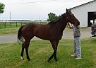 Proper Reward Thoroughbred Stallion