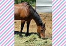 Paint - Horse for Sale in The Dalles, OR 97058