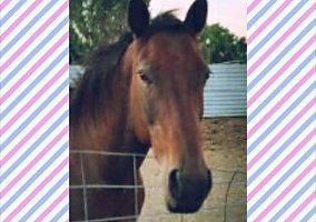 Paint (Paint, Mare) in The Dalles, OR