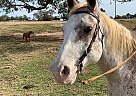 Paint Gelding for Sale in Anderson, Texas Tommy