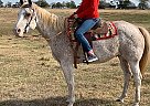 APHA Gelding Tommy