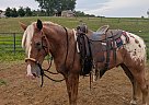 Appaloosa - Horse for Sale in Sugarcreek, OH 44681
