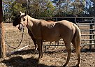 Quarter Horse - Horse for Sale in Lebanon, TN 37090 Quarter Horse - Horse for Sale in Lebanon, TN 37090