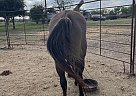 Quarter Horse - Horse for Sale in Cibolo, TX 78108