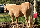 Quarter Horse - Horse for Sale in Brown CityBrown city, MI 48416 Quarter Horse - Horse for Sale in Brown CityBrown city, MI 48416