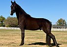 Tennessee Walking - Horse for Sale in , TN 37091